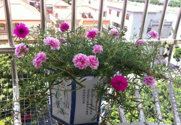  「最适宜温度」防盗窗养这8盆花，养成大花球，四季开不停，邻居看了都眼红！