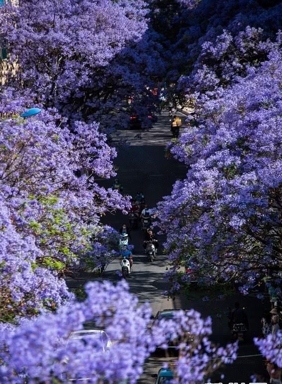  『春城』绝美蓝花楹 花开动春城