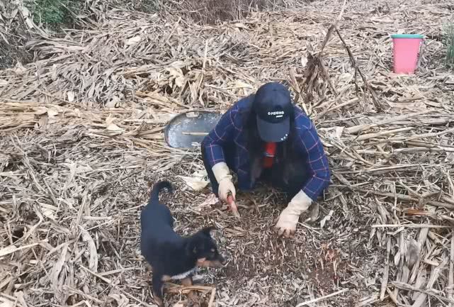 农村农田里的折耳根又密又壮，在集市卖5元一斤，姑娘越割越上瘾