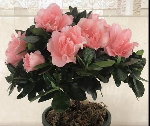 『漂亮』此花,极其容易爆盆,花色艳丽可爱,花朵漂亮优雅,浪漫气息浓郁