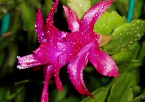 『花色』家养这些花,不用费啥心,花色多又艳,一年四季开不停,绚丽多彩