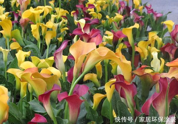  艳丽■喜欢养护花卉，就养开花爆盆，花期长，寓意美好，花色艳丽的花卉