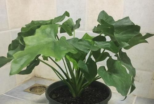  『肥太多』精心养护的盆栽春羽叶片还是有很多小黄点，接下来该怎么做