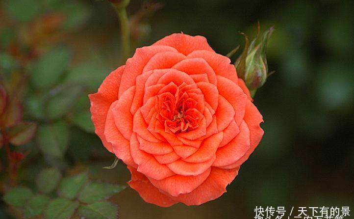  『种植』花卉种植技术：初春花卉植物养护的注意事项！