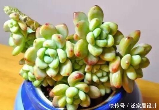 凝脂莲:多肉劳尔,美貌是骨,芳香是魂,年年养年年挂?是这些没做好