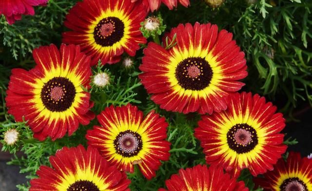  「生长旺季」花环菊怎么养?花环菊的种植和养护方法介绍
