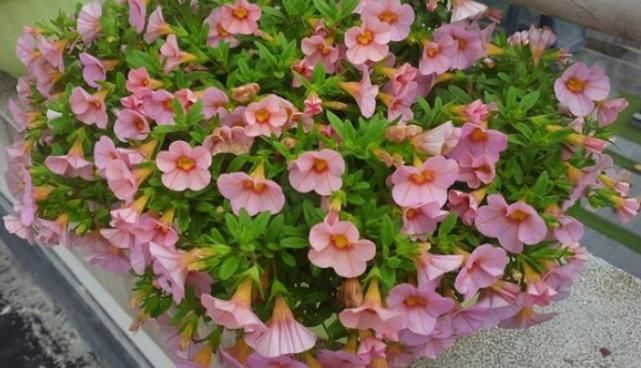  『开爆』1种花“了不起”，现在养，1个月花朵开爆盆，比矮牵牛还漂亮好养