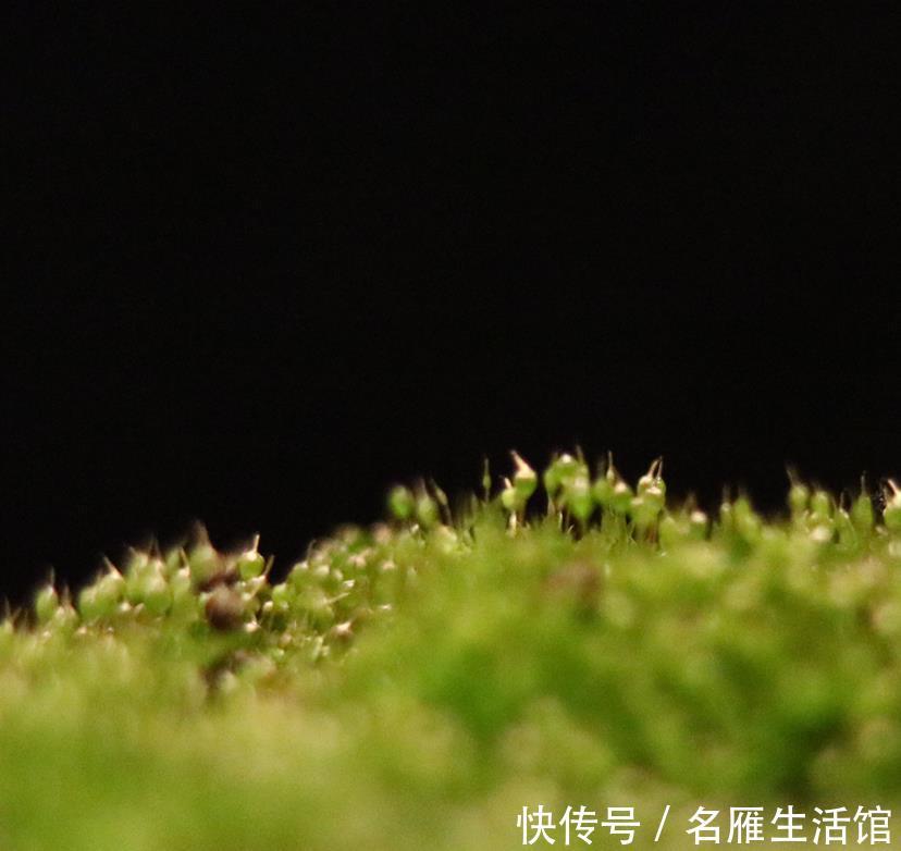 『潮湿』山上挖点苔藓,找个玻璃瓶种进去,造出微景观,比买的花还漂亮