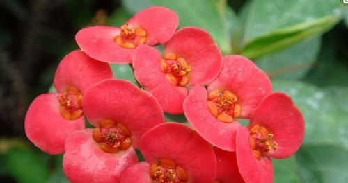  【花朵来】养花就选这2种，一年四季都开花，是家庭盆栽佳品！
