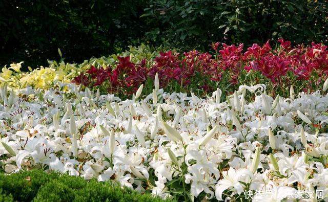  『鳞茎』“百合”谢花后，想分化植株？做好这几点，来年花期又能多几盆