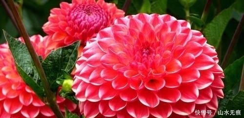 『花卉』百花争艳的季节,养那几种花最适合,推荐这四种开花好看花期长