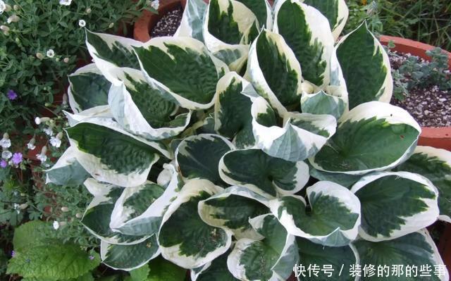  「阳光」这5种叶子花，命贱好养，没阳光也能长好！叶子比花好看