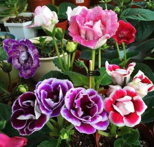 【春天】春天已到,这几款花卉养在家里,一年都繁花似锦,看一眼就心醉