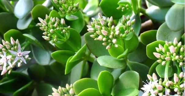  发芽：1片叶子扔土里，生根发芽成多盆，这几种花你家有吗？