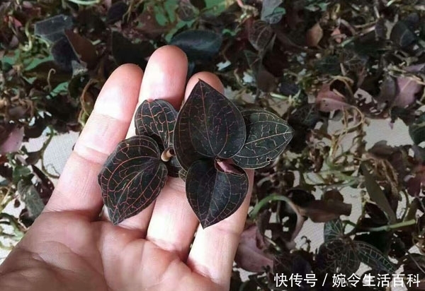  「利润」金线莲几万元一斤还供不应求，野生的很少见，人工种植