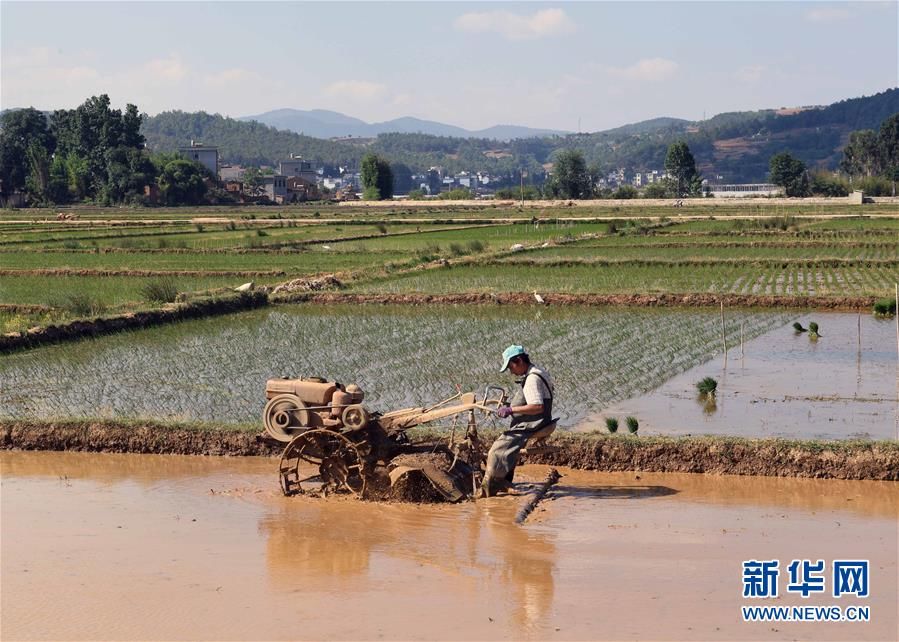  「大多以传统方式耕作」云南寻甸：传统农耕水稻种植忙