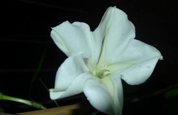  『开似』这“月光花”，花开似月、花朵大，一到晚上，花朵开满如“瀑布”