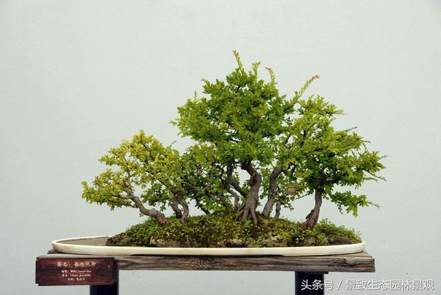 树桩盆景的造型创造与养护制作篇