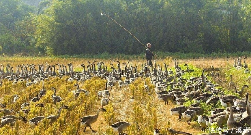 今年起, 农村有3类人将“彻底失业”, 农民不难过, 反而很高兴!