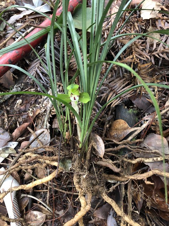 农民上山挖几株兰花，一株春兰要价5000，开花很像大富贵