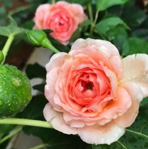 柔美|阳台就养一株这种花,花色柔美,持续开花,一次开爆盆成花海