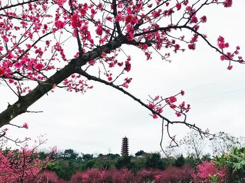 春天干什么？赏花啊！