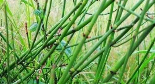  良药@农村一种野草，长得像迷你版的竹子，当成猪草却价值宝贵是良药