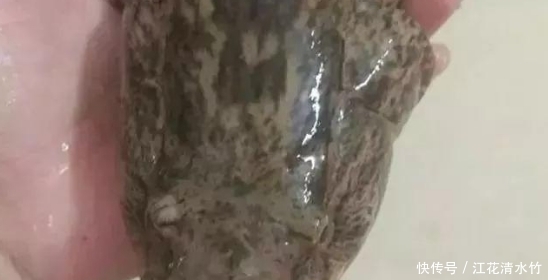  #认错#这鱼一直被认错，实为入侵物种，因为味道鲜美，现如今一斤卖到60