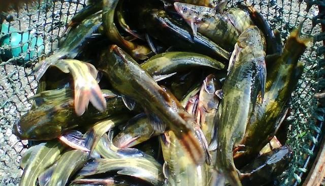  【养殖户】这条鱼让养殖户持续赚钱从不亏本！纯利润4-5元？