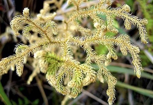  『蜈蚣』湿润的林子里，生长着1种“铺地蜈蚣”，植株珍贵，拔掉1棵少1棵