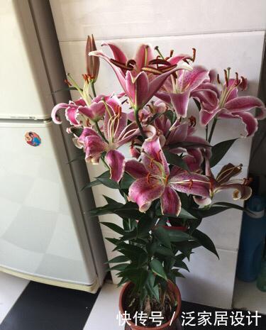 剪枝@盆栽百合开完要剪枝吗?只要做到“1点”,年年开花,芳香又惊艳