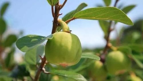  「梨形」薜荔果，别名凉粉子，生长在山林、丘陵、平原，瘿花果梨形