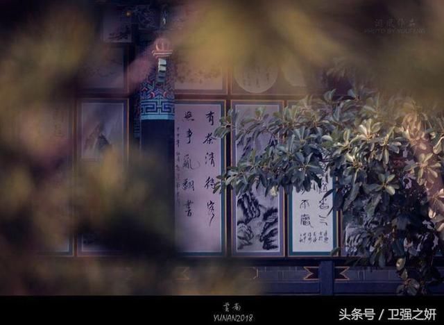 【空谷幽兰】烟雨花香又一春