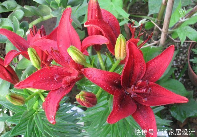 剪枝@盆栽百合开完要剪枝吗?只要做到“1点”,年年开花,芳香又惊艳