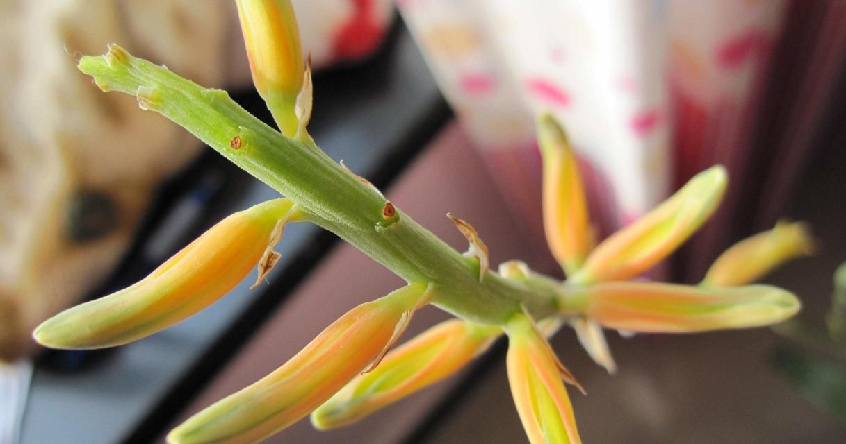  侧芽|芦荟爆盆很简单，每周浇一种“水”，长分支，生侧芽，开花很简单