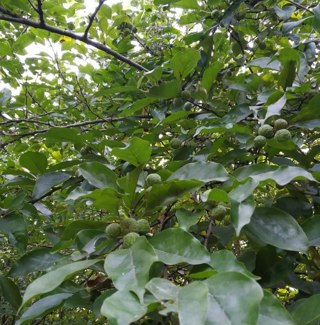  【黄金木】南檀北柘，农村的“黄金木”，车一串珠子几万块，农