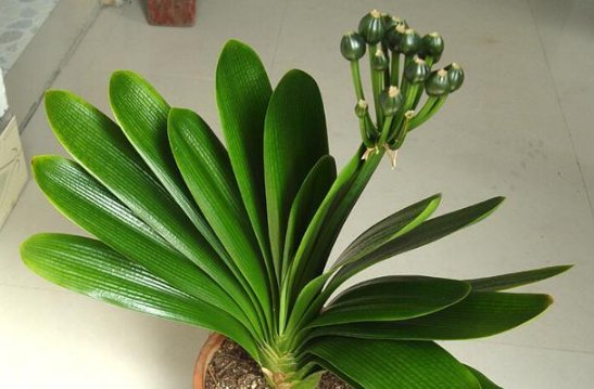  「花开后」养花妙招，隔10天把花盆“转一转”，花开后邻居都羡慕了