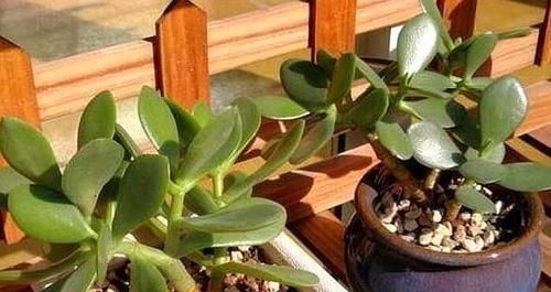 『值钱』“2种花”现在扦插合适,养护得当,1年成“老桩”,越养越值钱