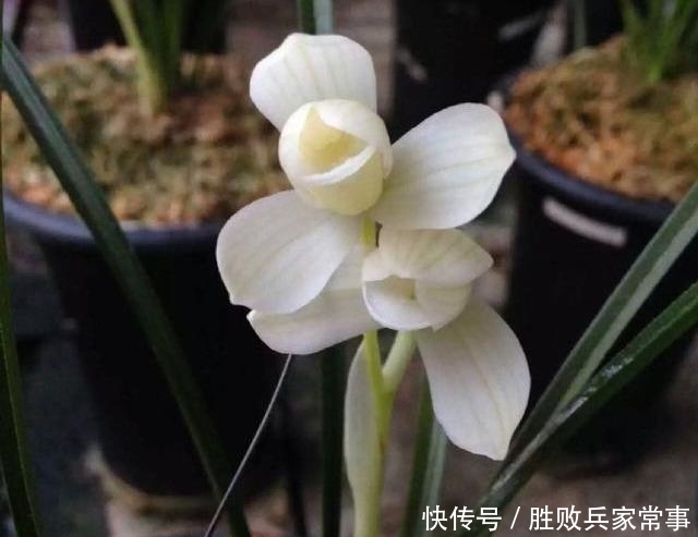 幽香■“莲瓣素心第一花”,花色纯白无暇,气味幽香持久,兰市中的宠儿