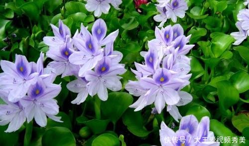  #入侵#入侵中国的水葫芦，现在都消失去哪了老外感叹中国人太聪