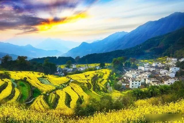  「樱花」中国这些花开成海的地方，美极了