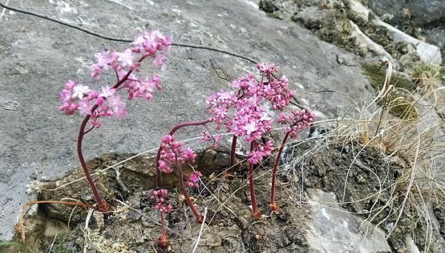  「善待」山上这种野生物，在民间价值不是一般高，遇到请善待别