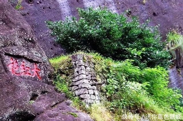 中国最宝贵的三棵古树,第一棵叫“摇钱树”,第三棵有警卫把守