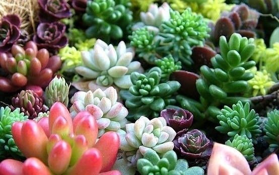 花园:多肉阳台花园:阳台族圆你花园梦,美爆阳台没商量!