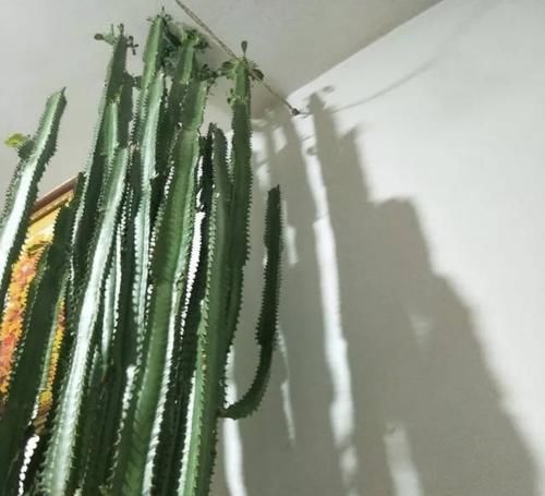  【养护的时】这花可真了不得，随便一养就猛蹿戳屋顶，吓得赶紧搬出去！