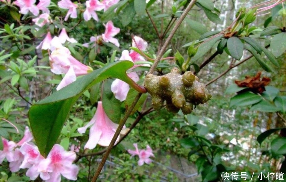  「外来物种」一周能长1米，在印度泛滥成灾没人吃，引进我国却卖8元一斤！