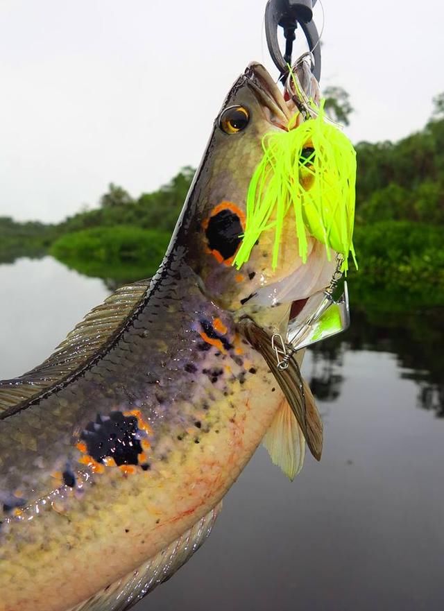 中国路亚钓鱼人远征苏门答腊，前去消灭泛滥成灾的金线多曼鱼