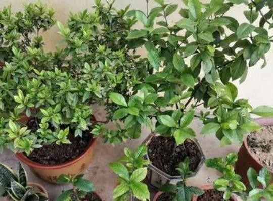 【栀子花】养殖栀子花该如何繁殖?水培扦插3步走,可保早日生根发芽