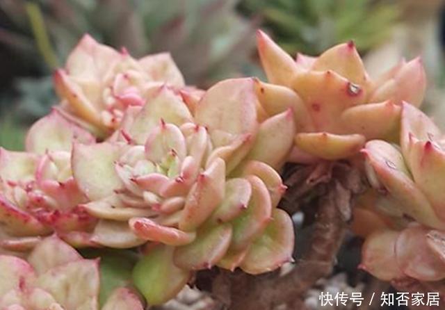  [牡丹]此种多肉状态好时，犹如盛开的牡丹，养护好易爆侧芽，精致迷人