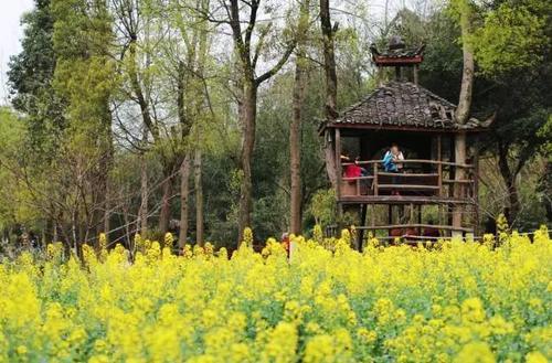 花开成海！再过一周重庆将美翻全国，14处美景玩转这个春天！